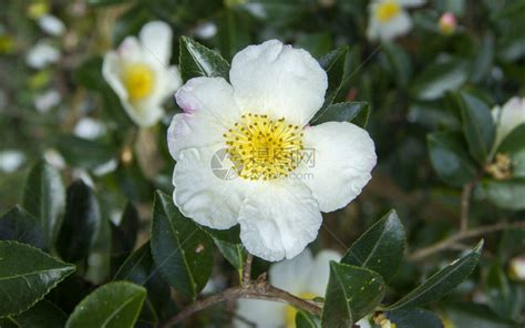 茶花樹|茶花（山茶科山茶属植物）